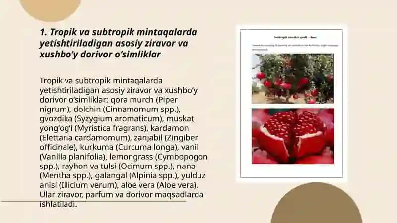 Tropik va subtropik mintaqalarda yetishtiriladigan asosiy ziravor va xushboʻy dorivor oʻsimliklar 3