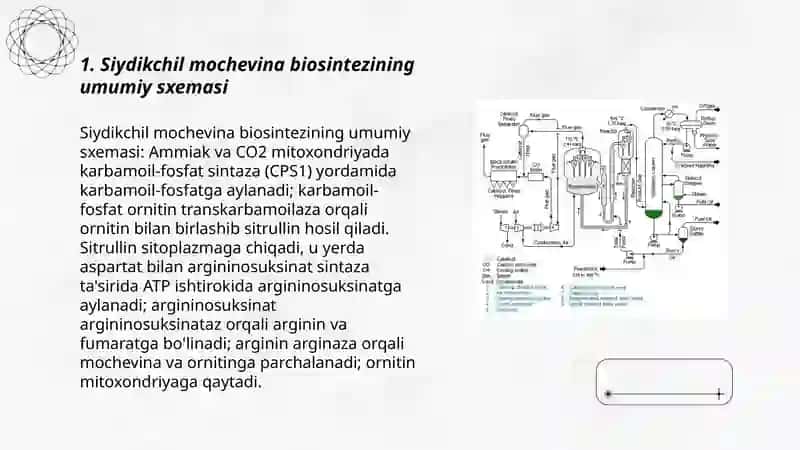 Siydikchil mochevina biosintezi 3