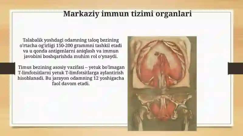 Markaziy va Periferik Immun Tizimi Organlari 3
