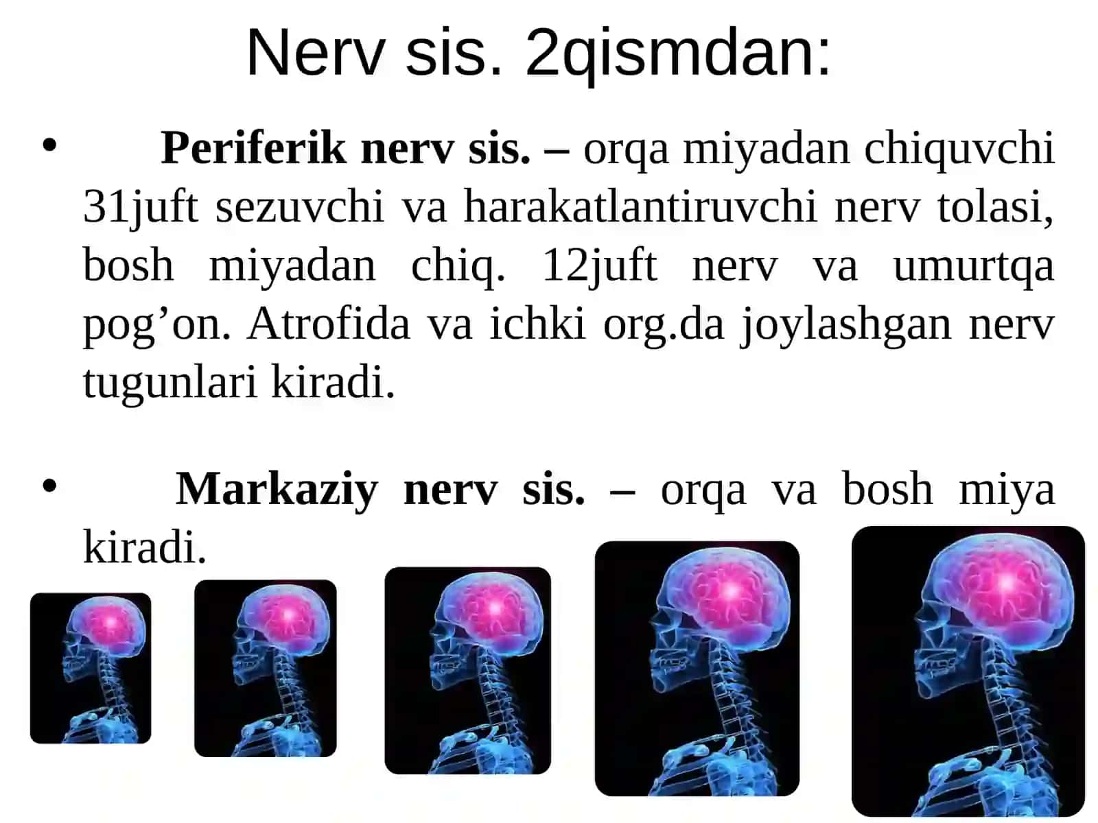 Nerv sistemasi 3