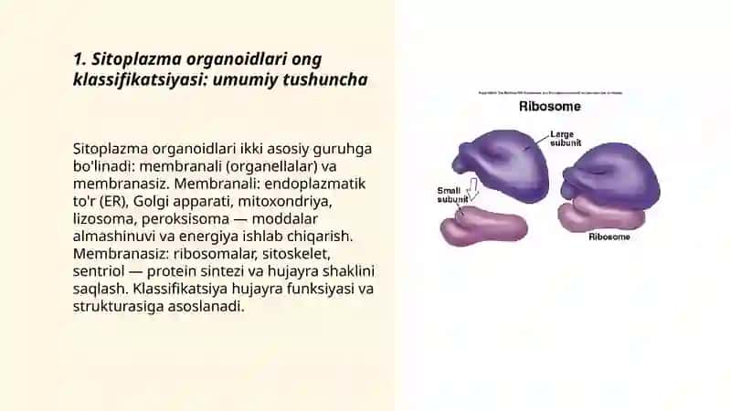 Sitoplazma organoidlari ong klassifikatsiyasi 3
