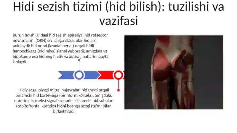 Inson tana qismlari va funktsiyalari. Analizatorlar tuzilishi va vazifalari 3