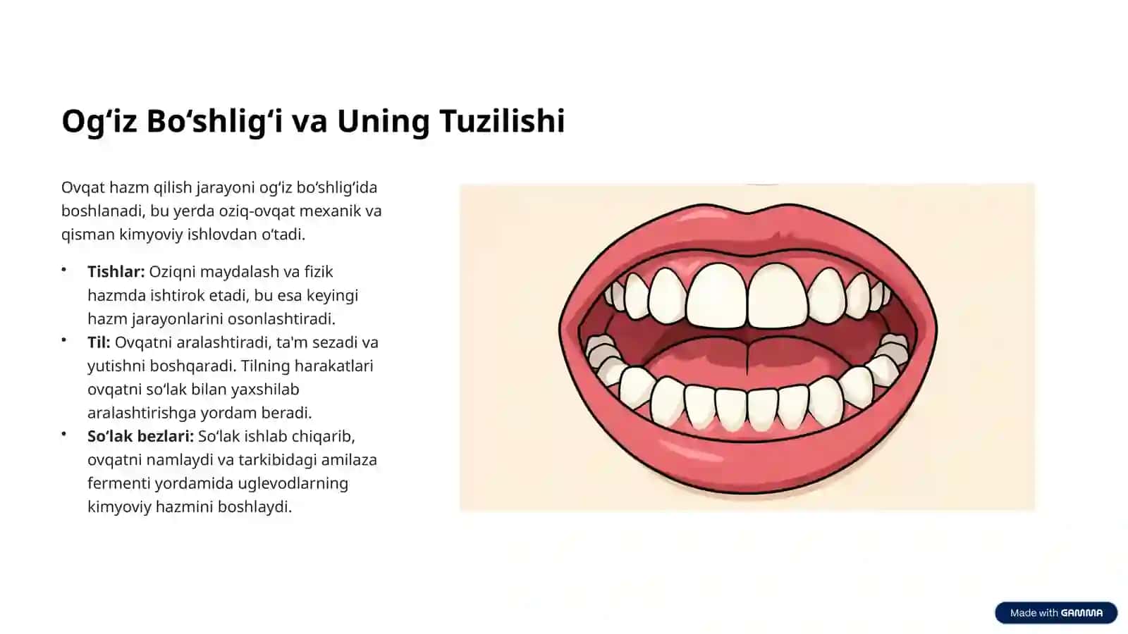 Ovqat Hazm Qilish Tizimi va Hazm A'zolarining Tuzilishi 3