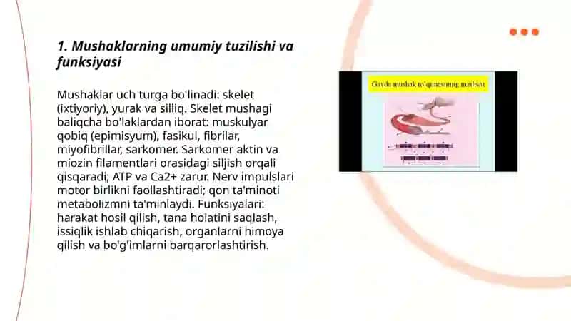 Mushaklarning ishi va biomexanikasi. Lesgaft mushaklar to'g'risida ta'limoti 3