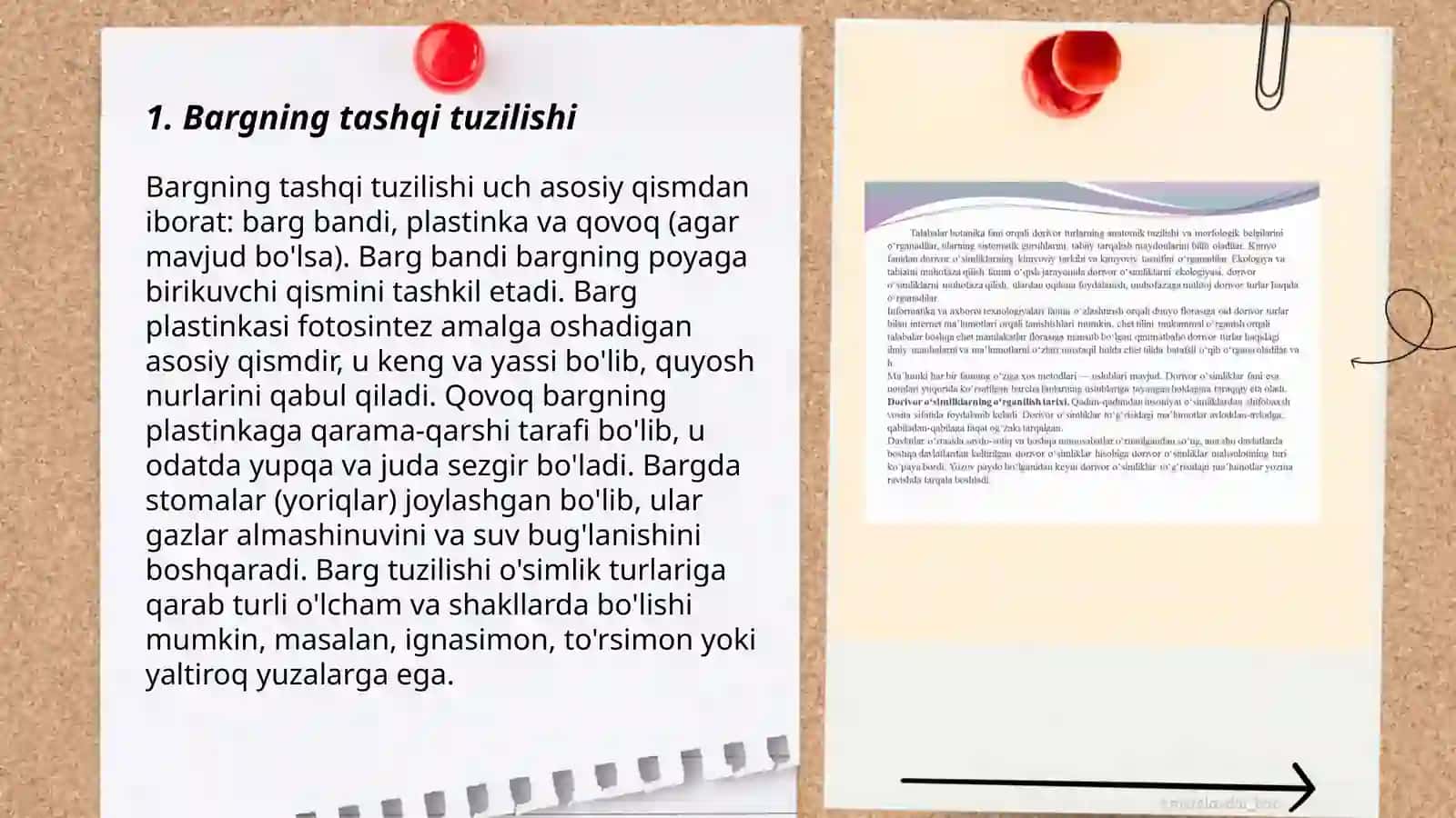 Bargning anatomik va morfologik tuzilishi 3