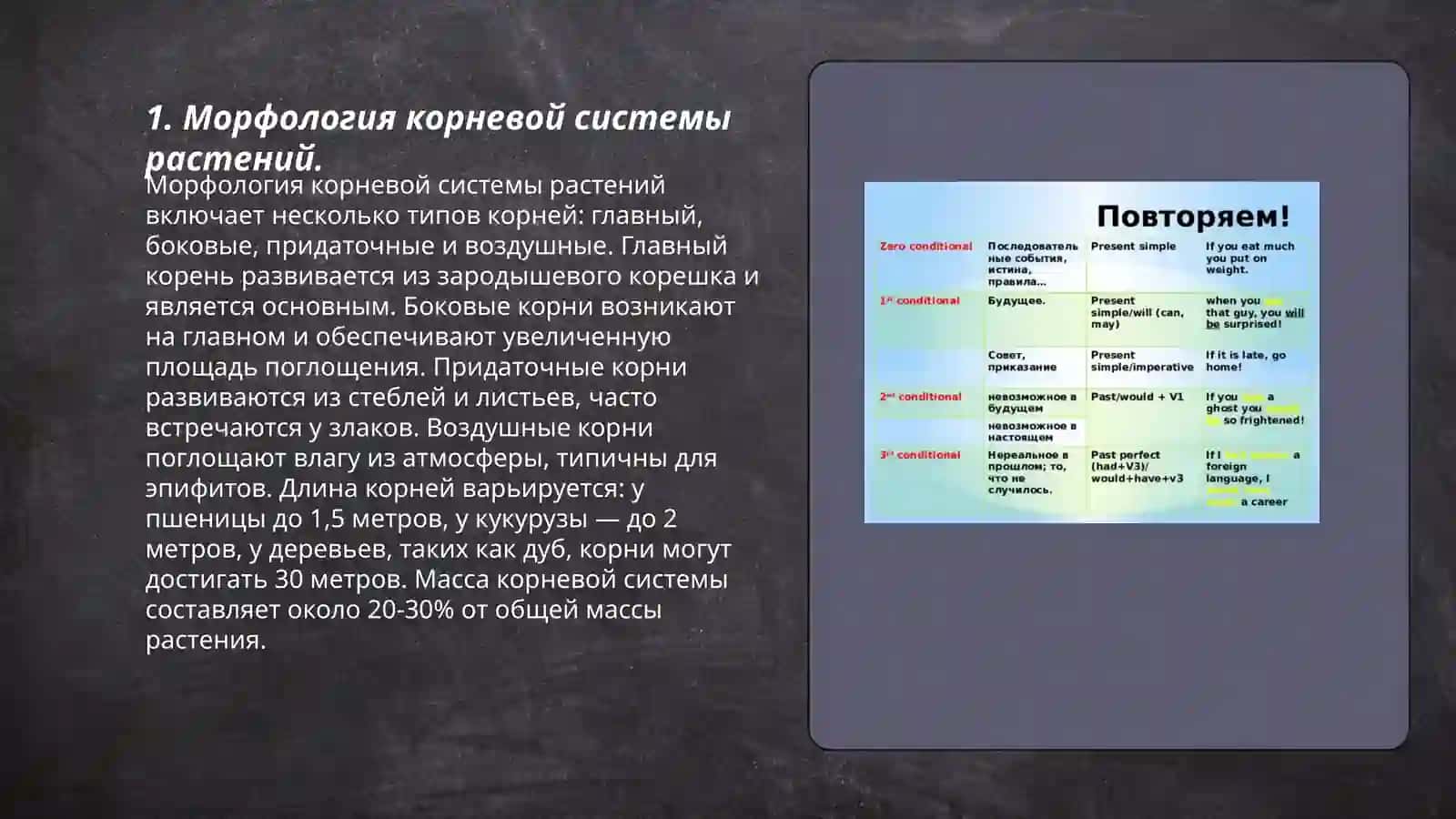 Проектная работа сравнения строения растений выращенных в разных условиях 3