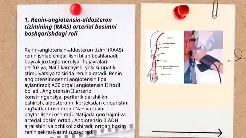 Buyrakning arteriyal bosimini boshqarishda roli 3