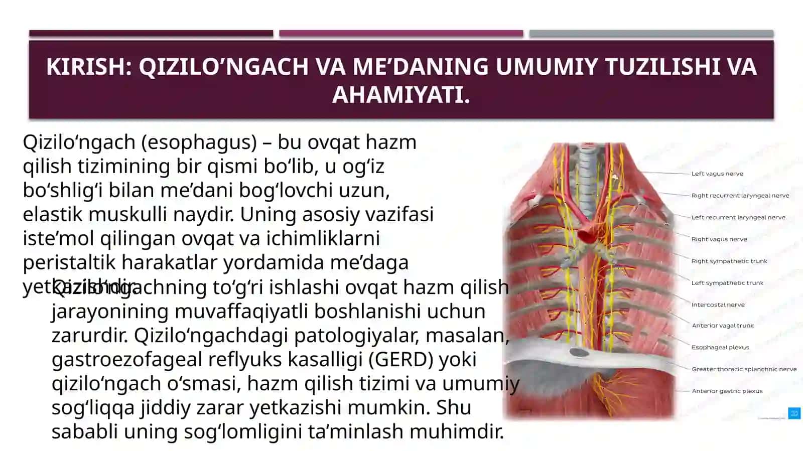 Qizilo’ngach va me’daanatomiyasi, fiziologiyasi va patologiyasi 3