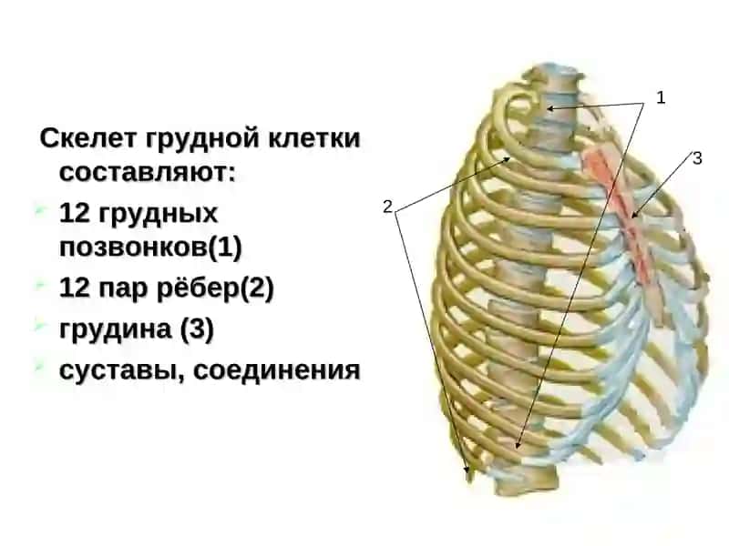 Грудная клетка 3