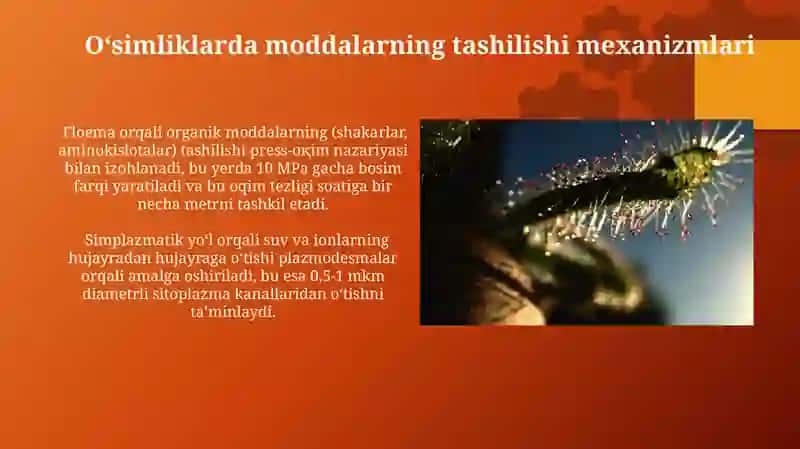 O‘simliklarda moddalar tashiluvi 3
