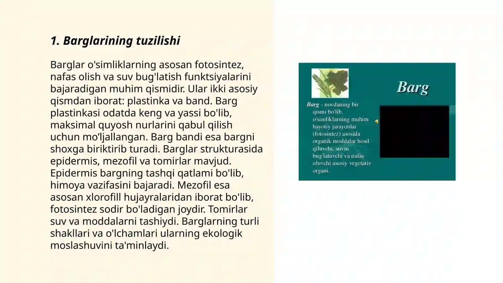O'simlik organlarini taqqoslash 3