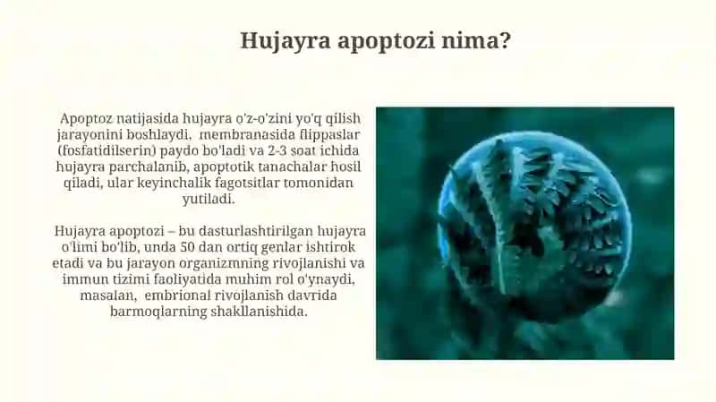 Hujayra appoptozi va uning giologik ahamiyati 3