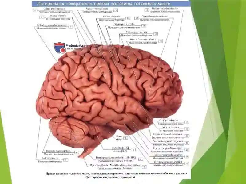 Telencephalon. Bazal yadrolar. Bosh miya pardalari теленцефалон бош мия пардалари базал ядролар 3