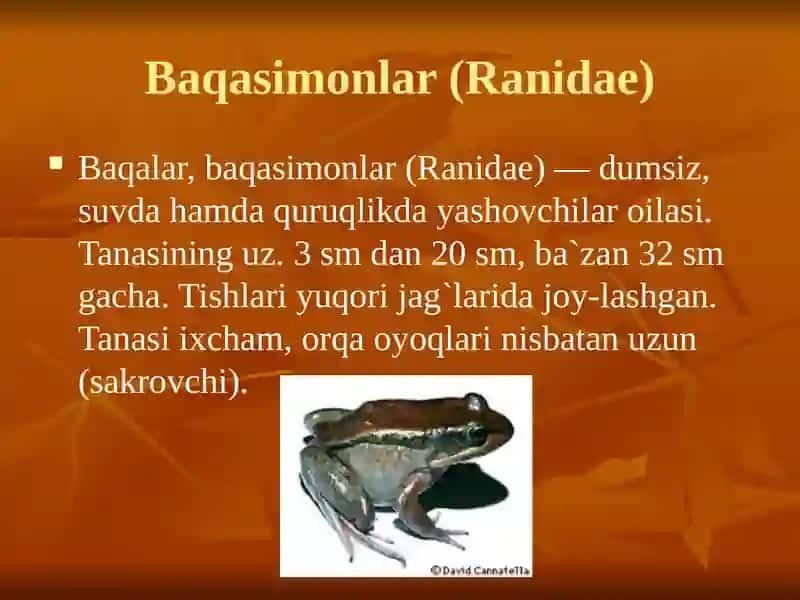 O‘ZBEKISTON FAUNASIDA UCHRAY-DIGAN SUVDA HAMDA QURUQLIKDA YASHOVCHILARNING HAYOTI VA AHAMIYATI. 3
