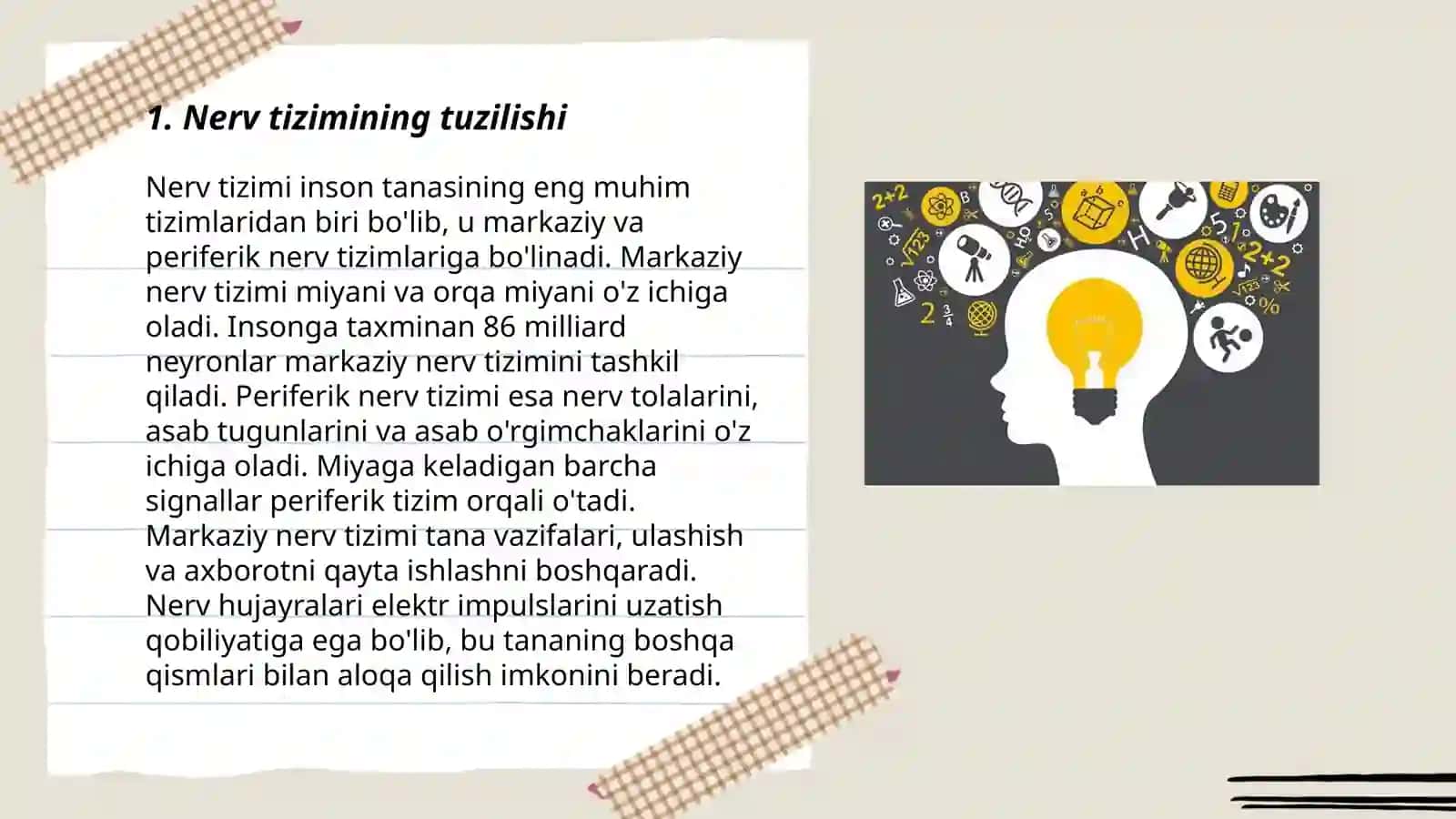 Nerv tizimi 3