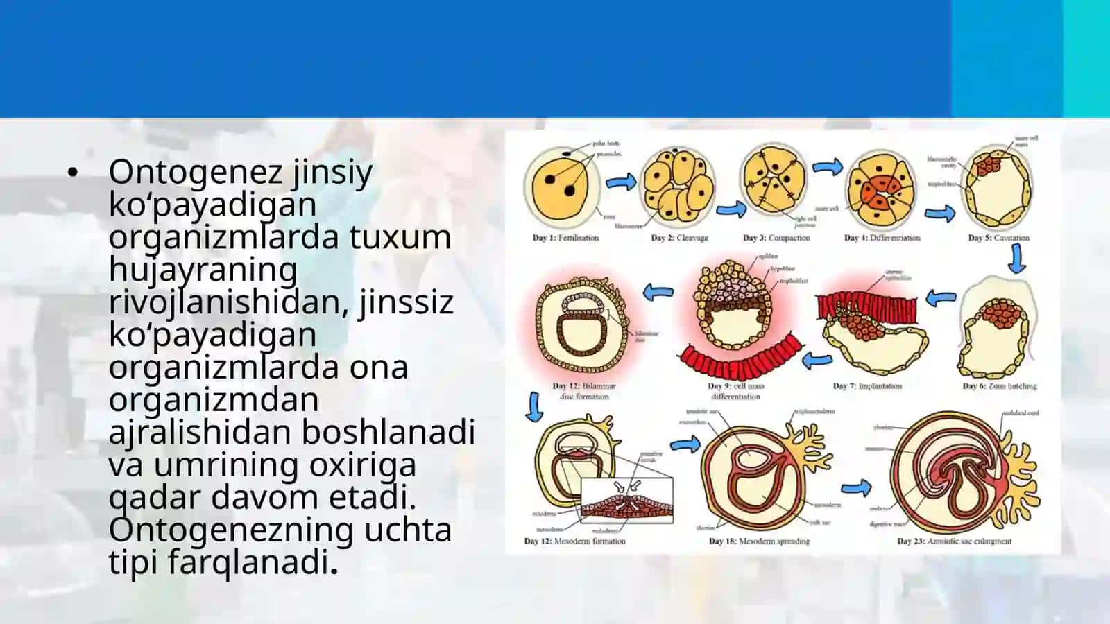 Ontogenez–tirikorganizmlarningindividualrivojlanishi 3
