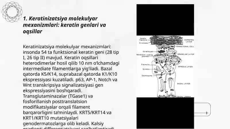 Keratinizatsiya jarayonlari haqida zamonaviy tasavvurlar 3