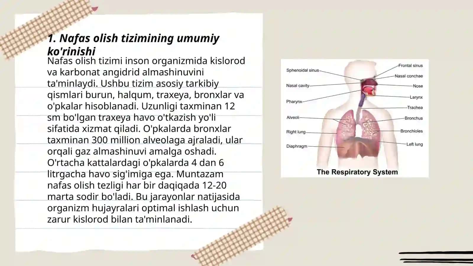 Nafas olish organlarining tuzilishi 3
