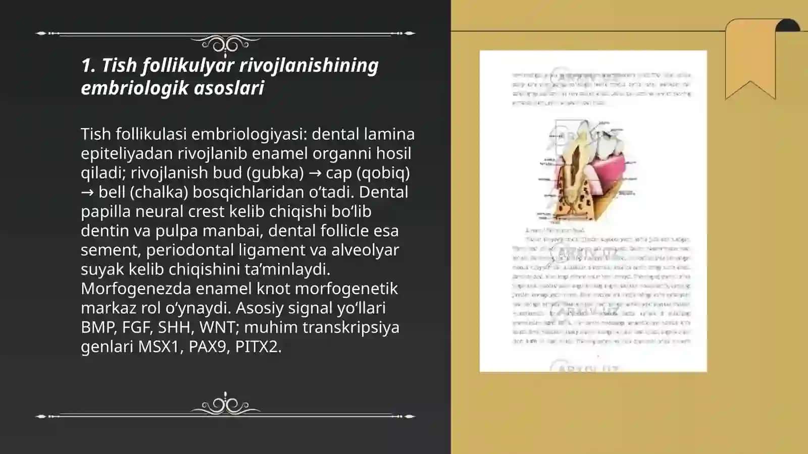 Tishlar va ularning davolash-klinika, Irsiy tugallanmagan dentinogenez 3