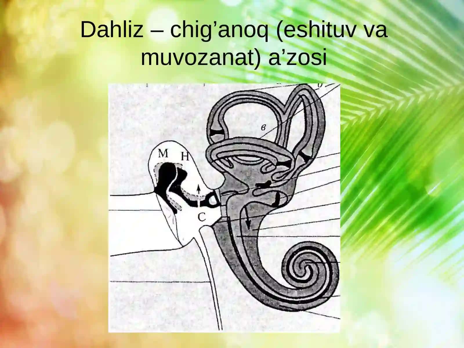 Eshitish Analizatori 1-soatlik dars ishlanmasi 3