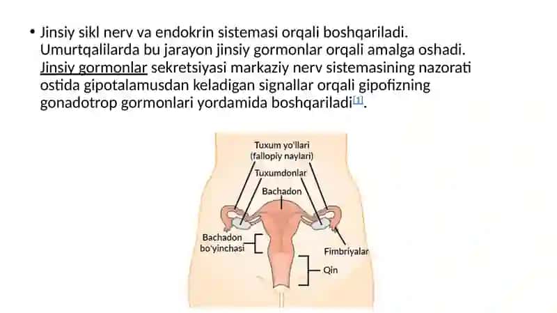 Jinsiy siklning gormonal boshqariluv mexanizmi 3