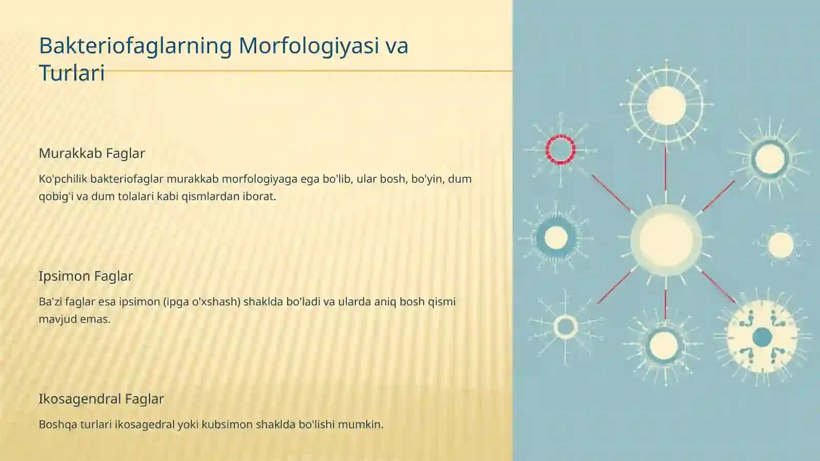 Bakteriofaglar: Morfologiyasi, Reproduksiyasi va Amaliyotda Qo'llanilishi 3
