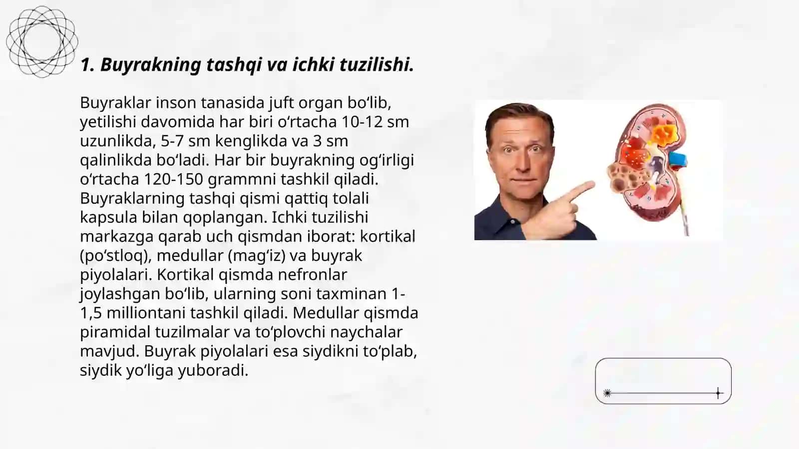 Buyrakning tashqi va ichki tuzilishi 3