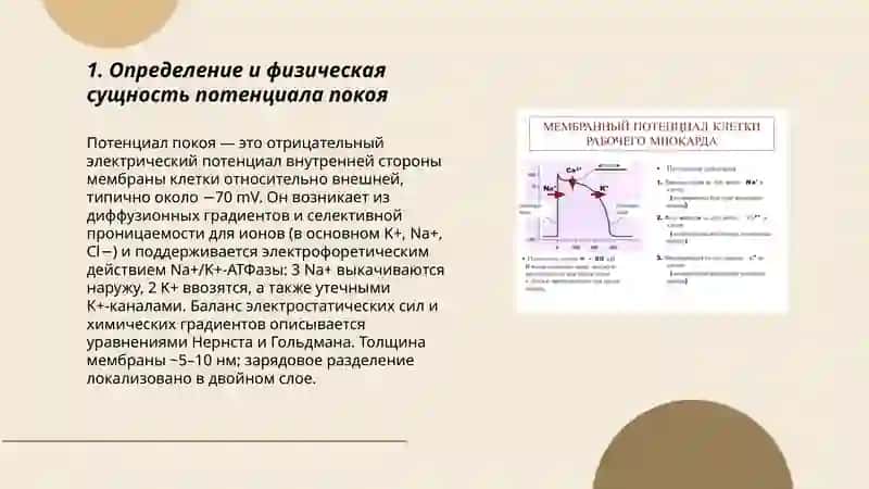 Потенциал покоя и потенциал действия 3