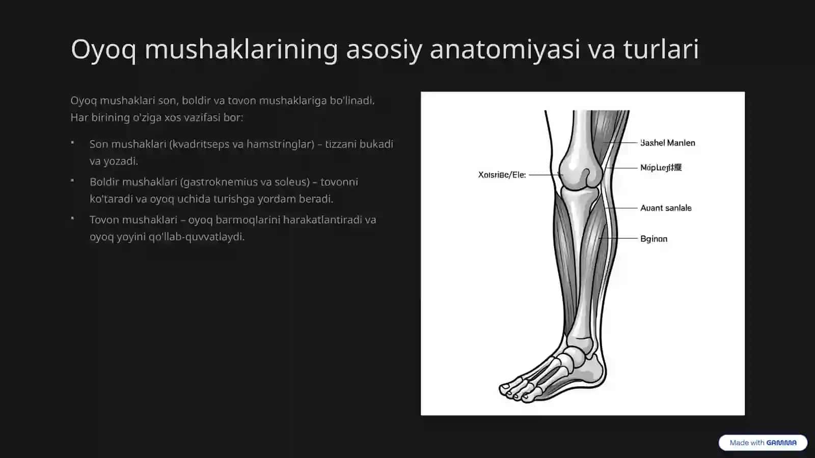 Oyoq mushaklari vazifasi: Harakat va barqarorlikning kaliti 3