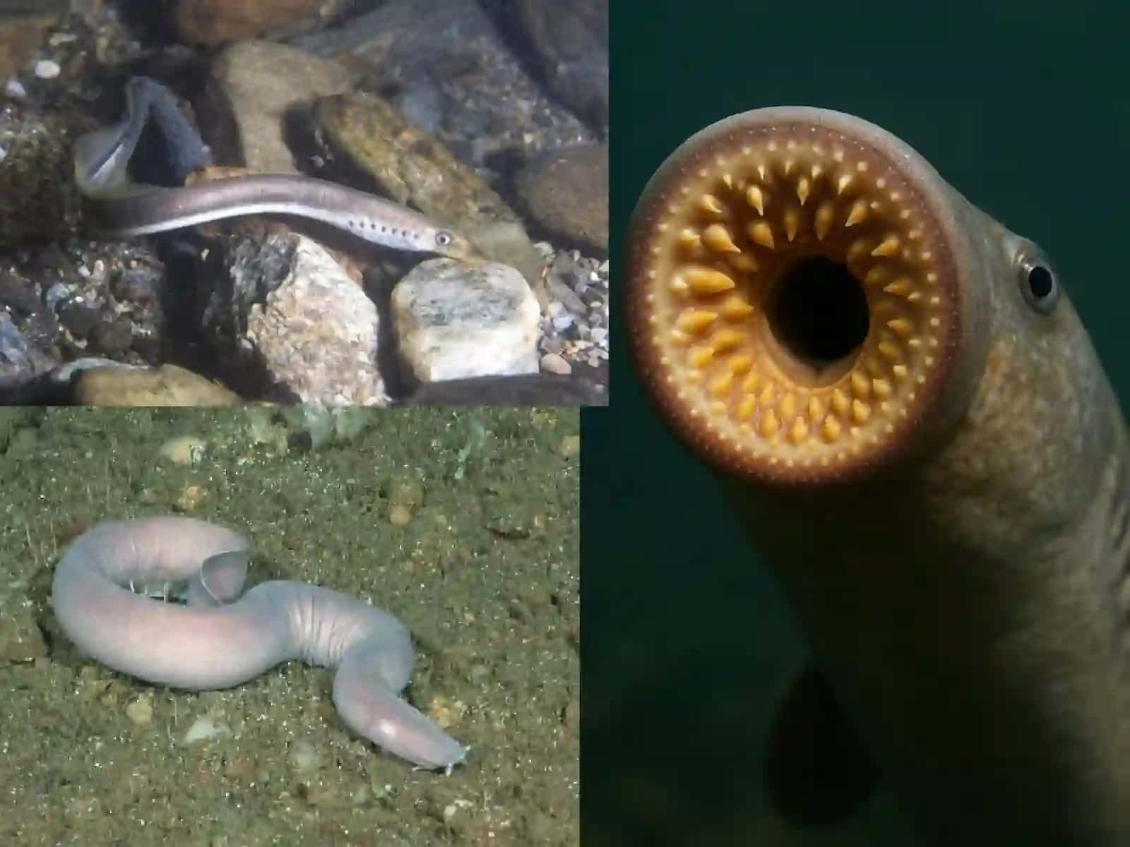 Minogasimonlar va miksinasimonlar turkumlari, ekologiyasi va ahamiyati 3