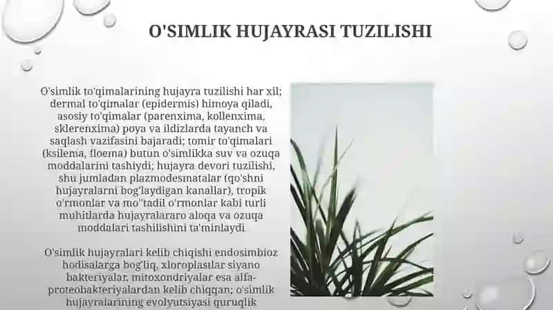 O'simlik hujayrasi tuzilishi 3