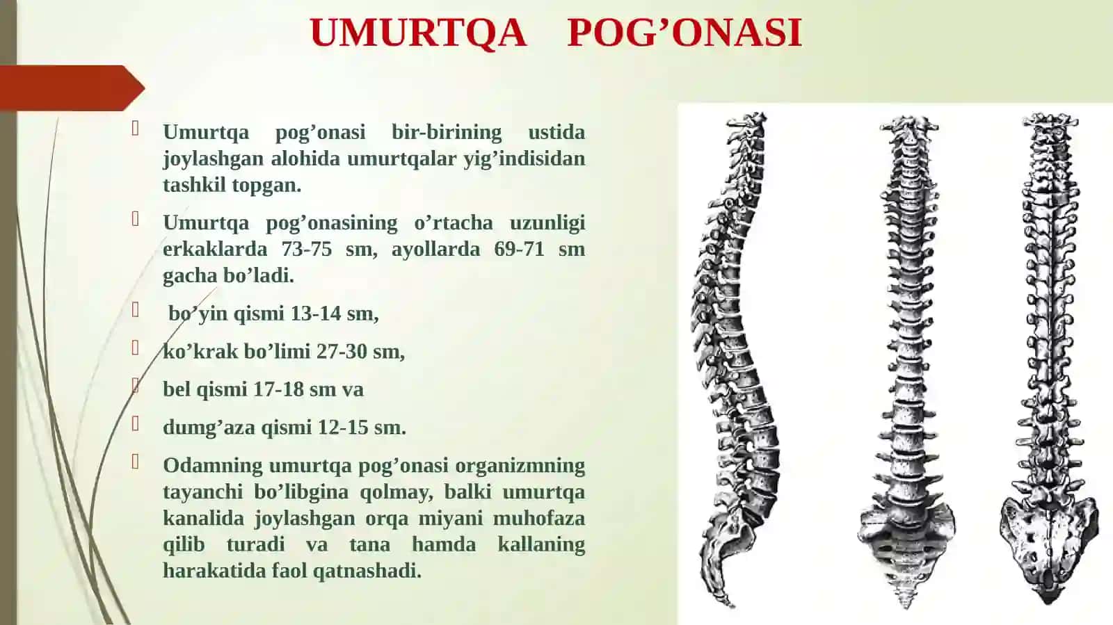 TANA SKELETI. UMURTQA POG’ONASI 3