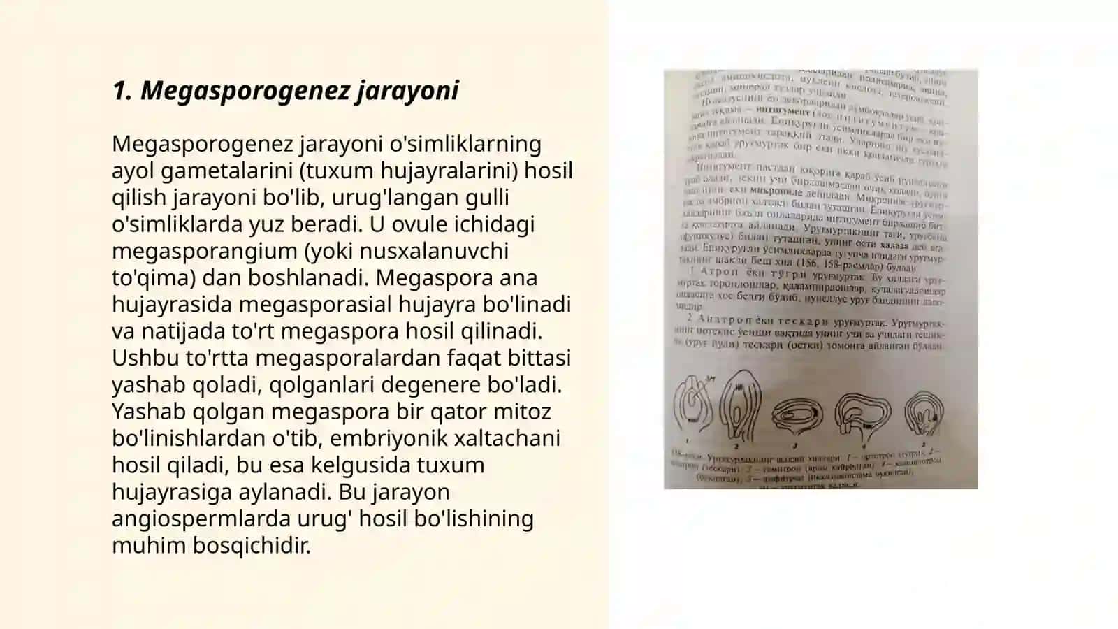 Megasporogenez va urugʻchi gametofitning rivojlanishi 3