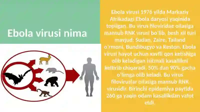 Ebola virusi: gemorragik isitmalar biologiyasi 3