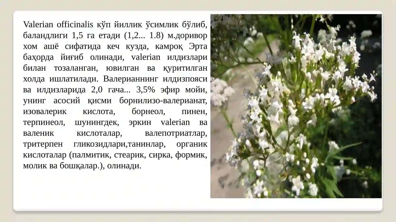 Aserun (Valeriana) Zararkunandalariga Qarshi Biologik Kurash Choralari 3