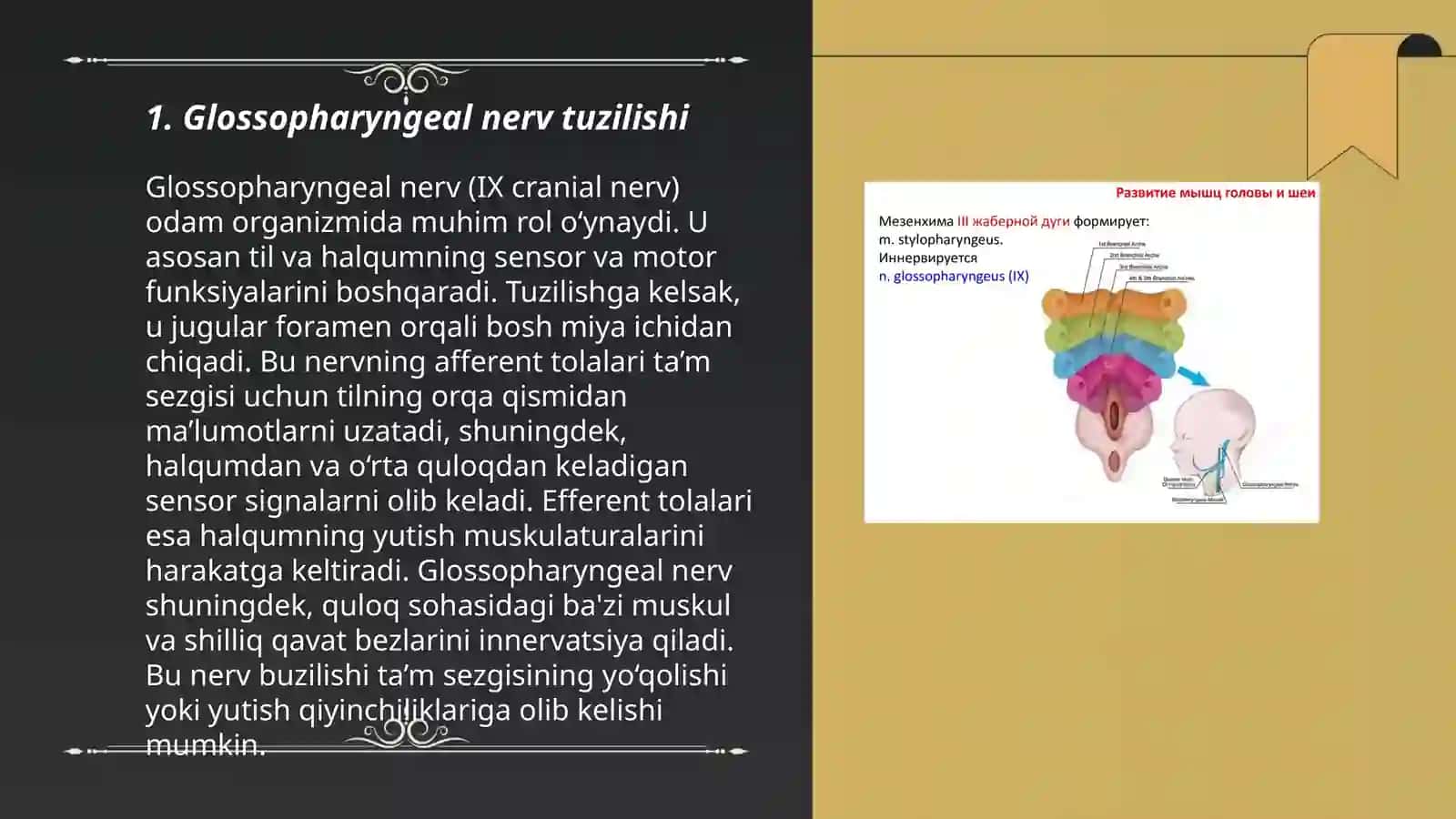 9-juft nerv glossopharyngeus. til halqum nervi 3