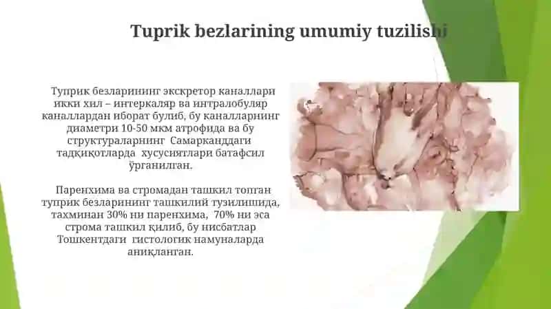 Tuprik bezlari gistalogik tuzilishi 3