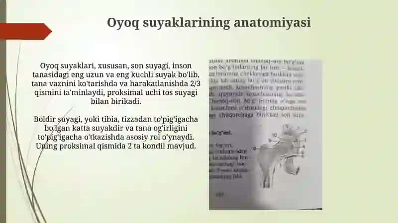 Oyoq suyaklari 3