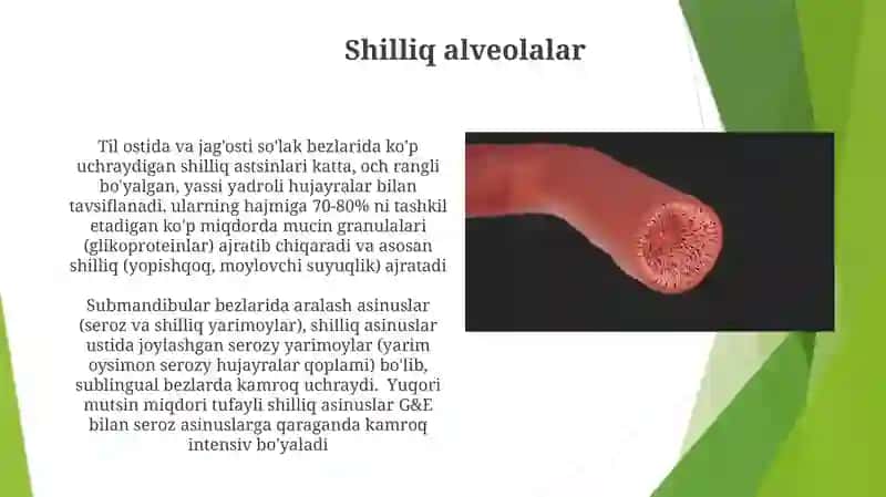 Tam bilish azolari gistalogiyasi 3