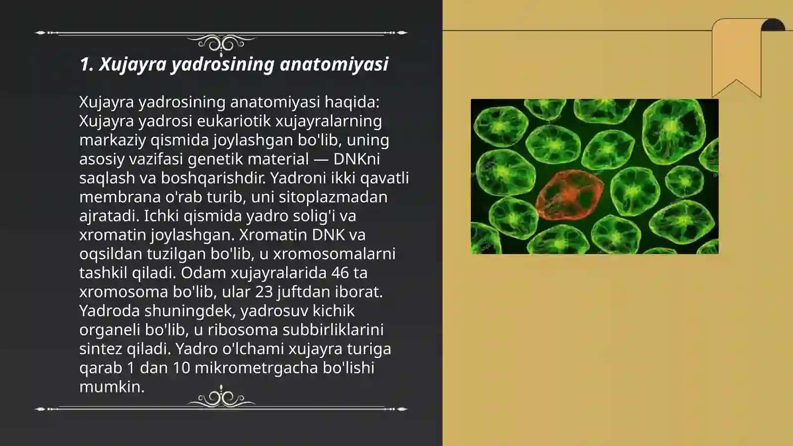 Xujayra yadrosining tuzilishi va funksiyasi 3