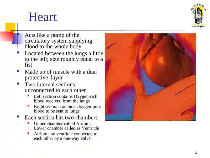 Circulatory system 3