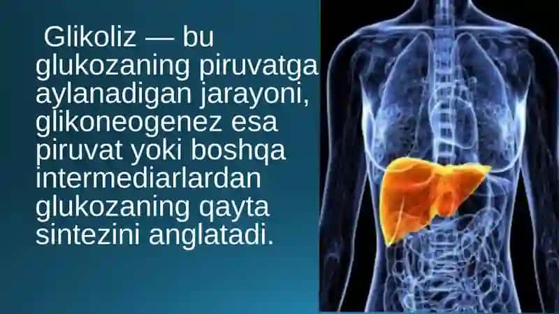Jigarda glikoliz va glikoneoginezning boshqarilishi biokimyosi. Biokimyo. 3