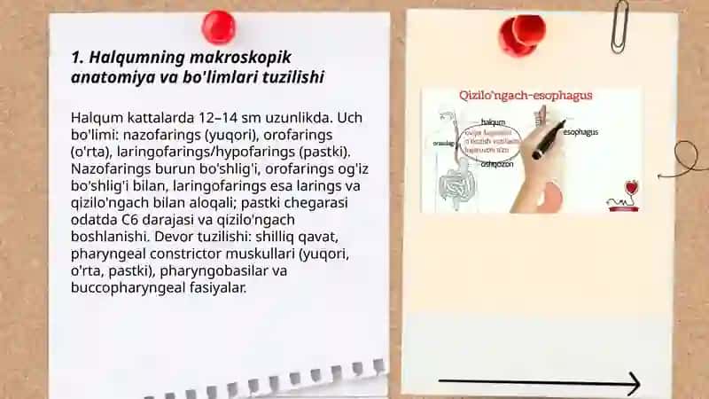 Halqum qizilo'ngach va me'da tuzulishi 3