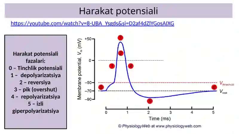 Nerv tolalari va sinapslar fiziologiyasi. Muskullar fiziologiyasi. 3