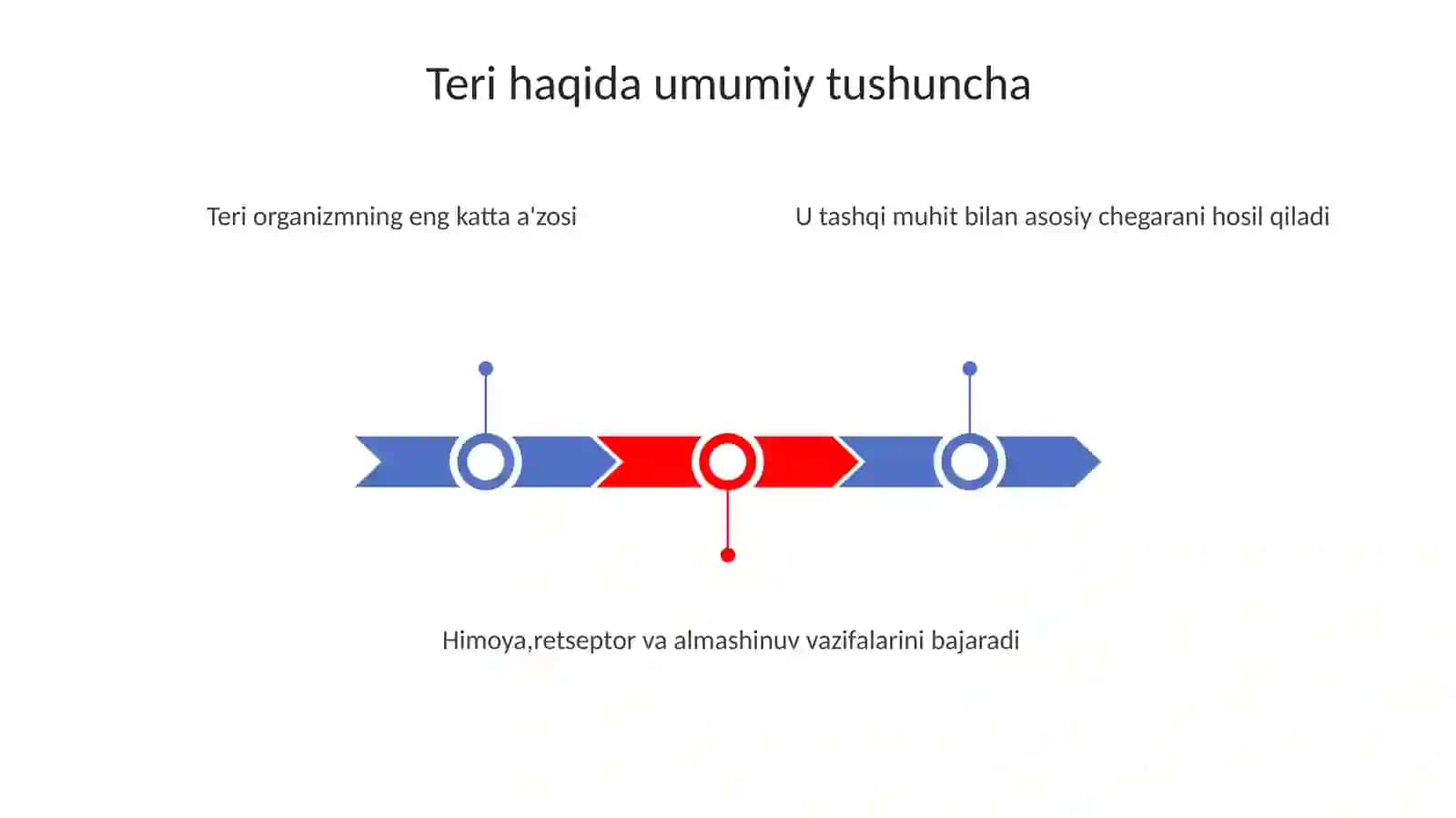 Teri funksiyasi. Teri va uning qavatlari gistologiyasi 3