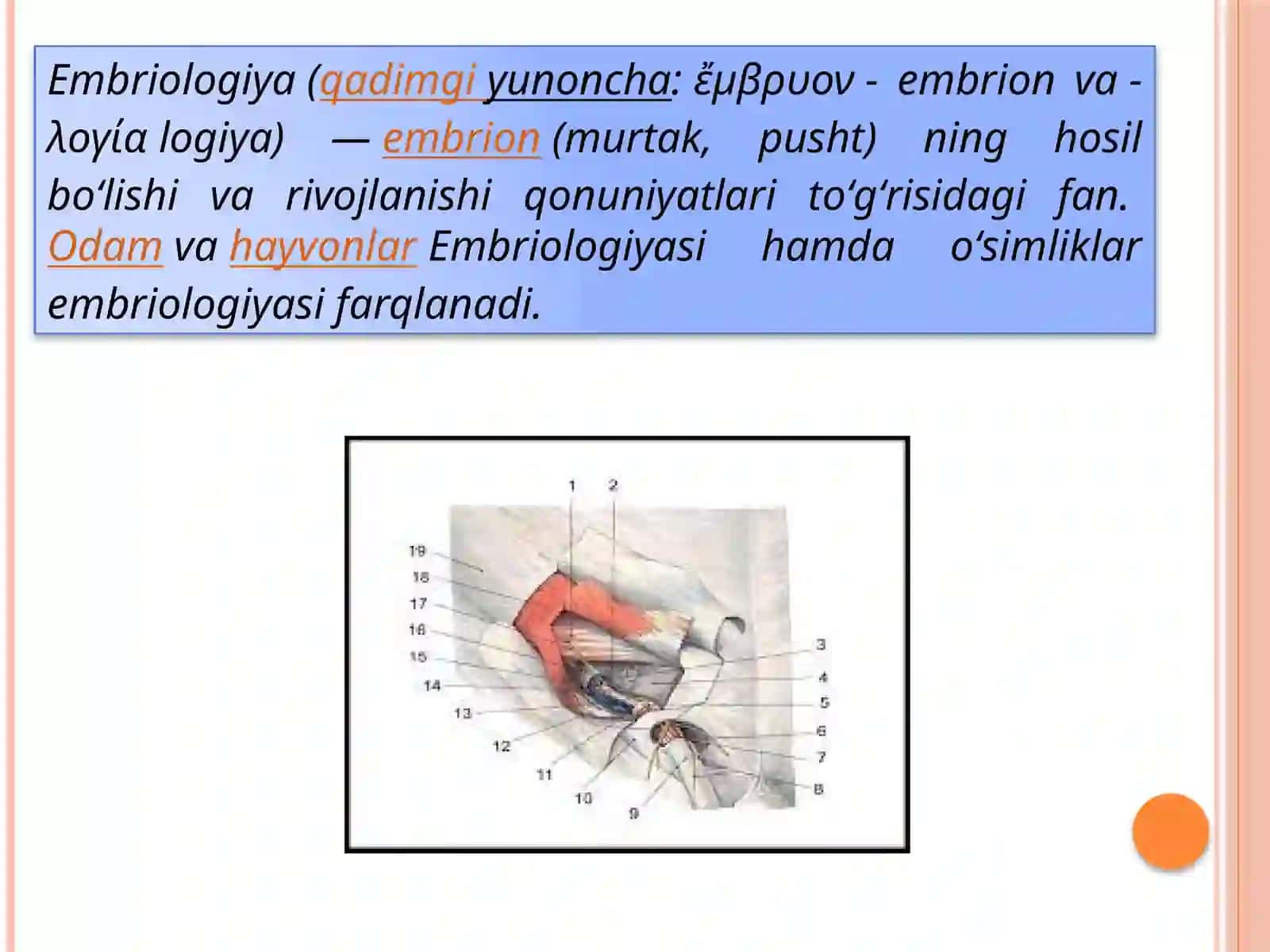 Jinsiy tizim embriogenezi va unga taʼsir etuvchi omillar 3