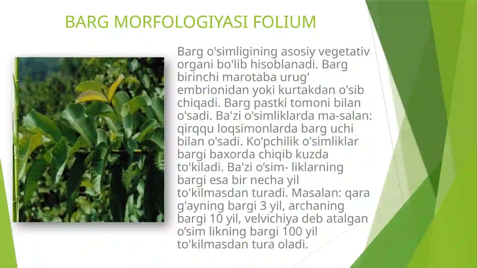 BARG MORFOLOGIYASI FIZOLOGIYASI ANATOMIYASI 3