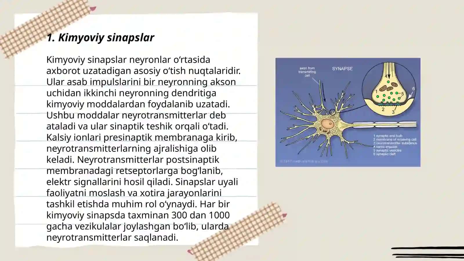 Sinapslarning turlari 3