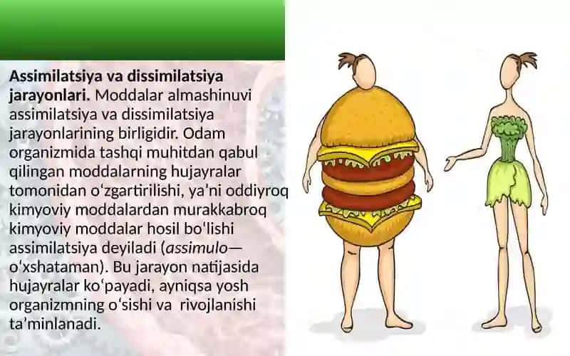Moddalar va energiya almashinuvi haqida umumiy tushuncha 3