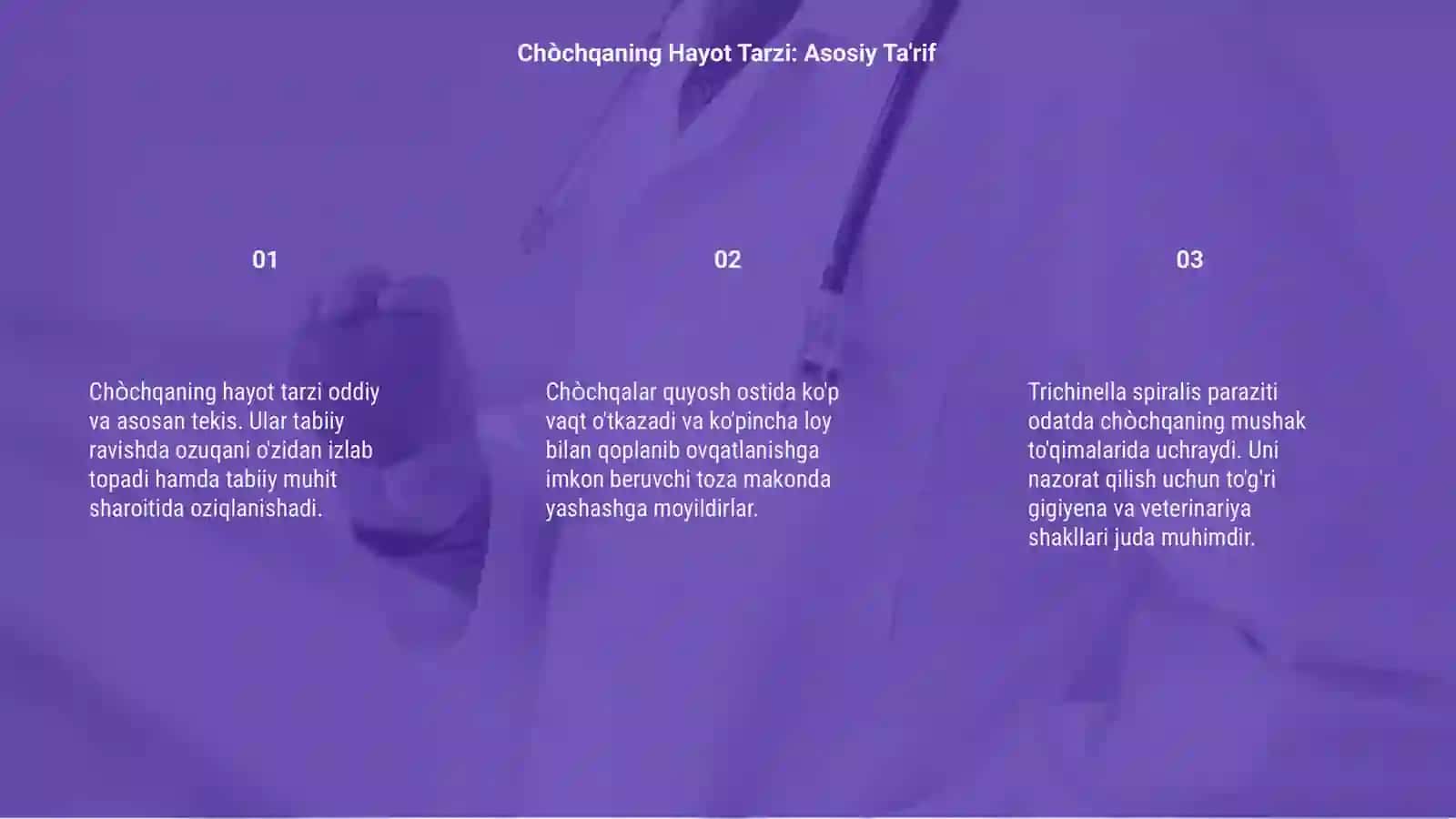 Chòchqaning hayot tarzi Va unda uchraydigan trichinella spiralis paraziti 3